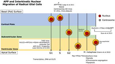 Neurodevelopmental disorders and microcephaly: how apoptosis, the cell cycle, tau and amyloid-β precursor protein APPly